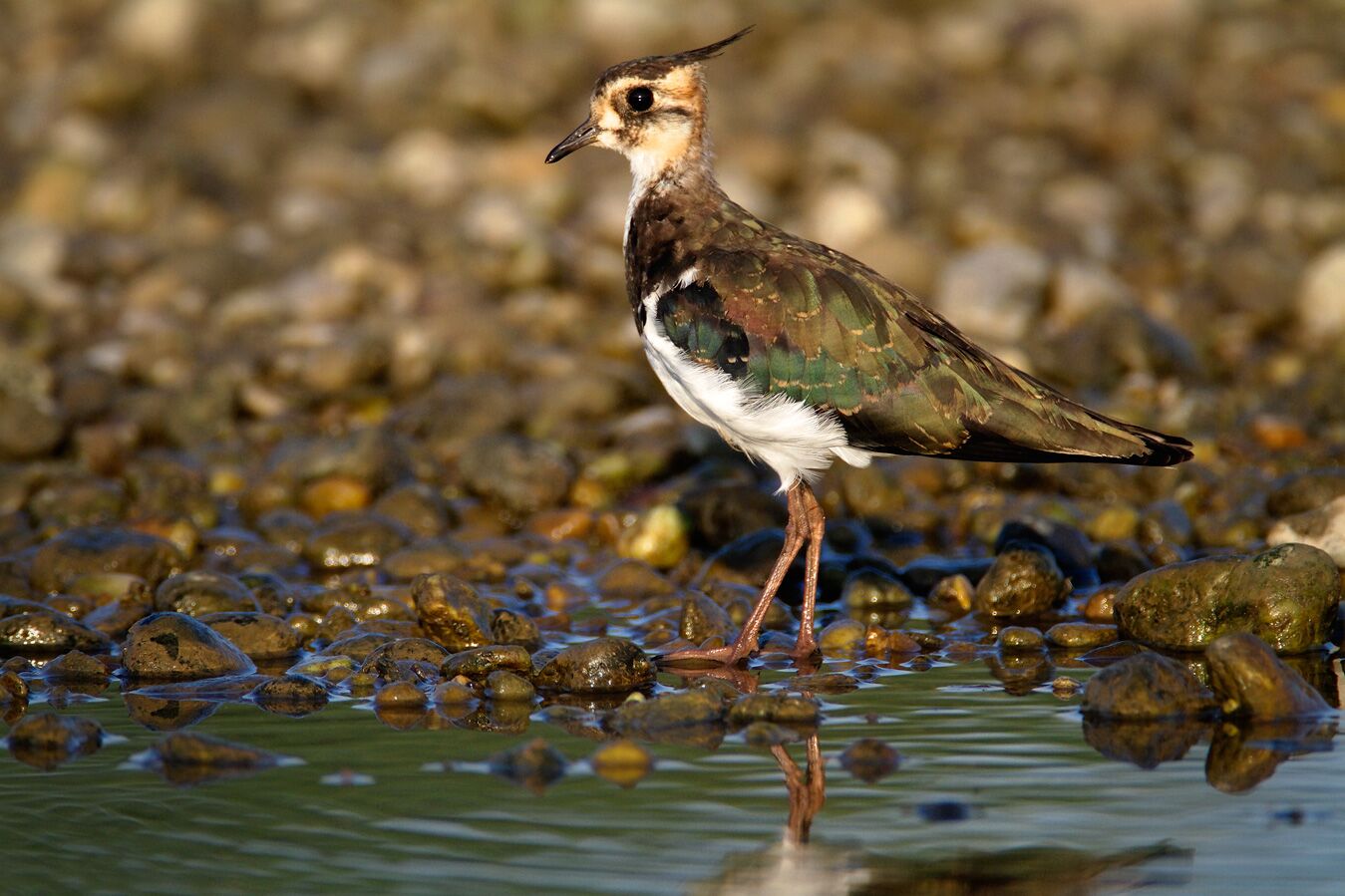 A bird on the Drava River.