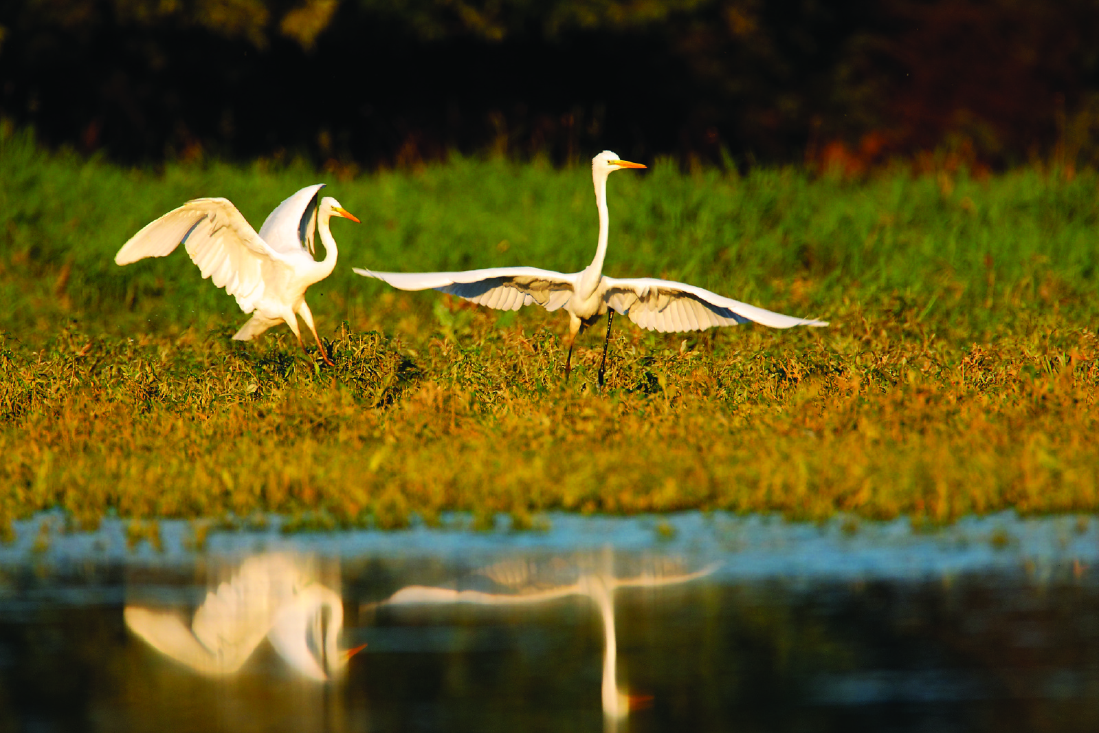 Water birds on the Drava.