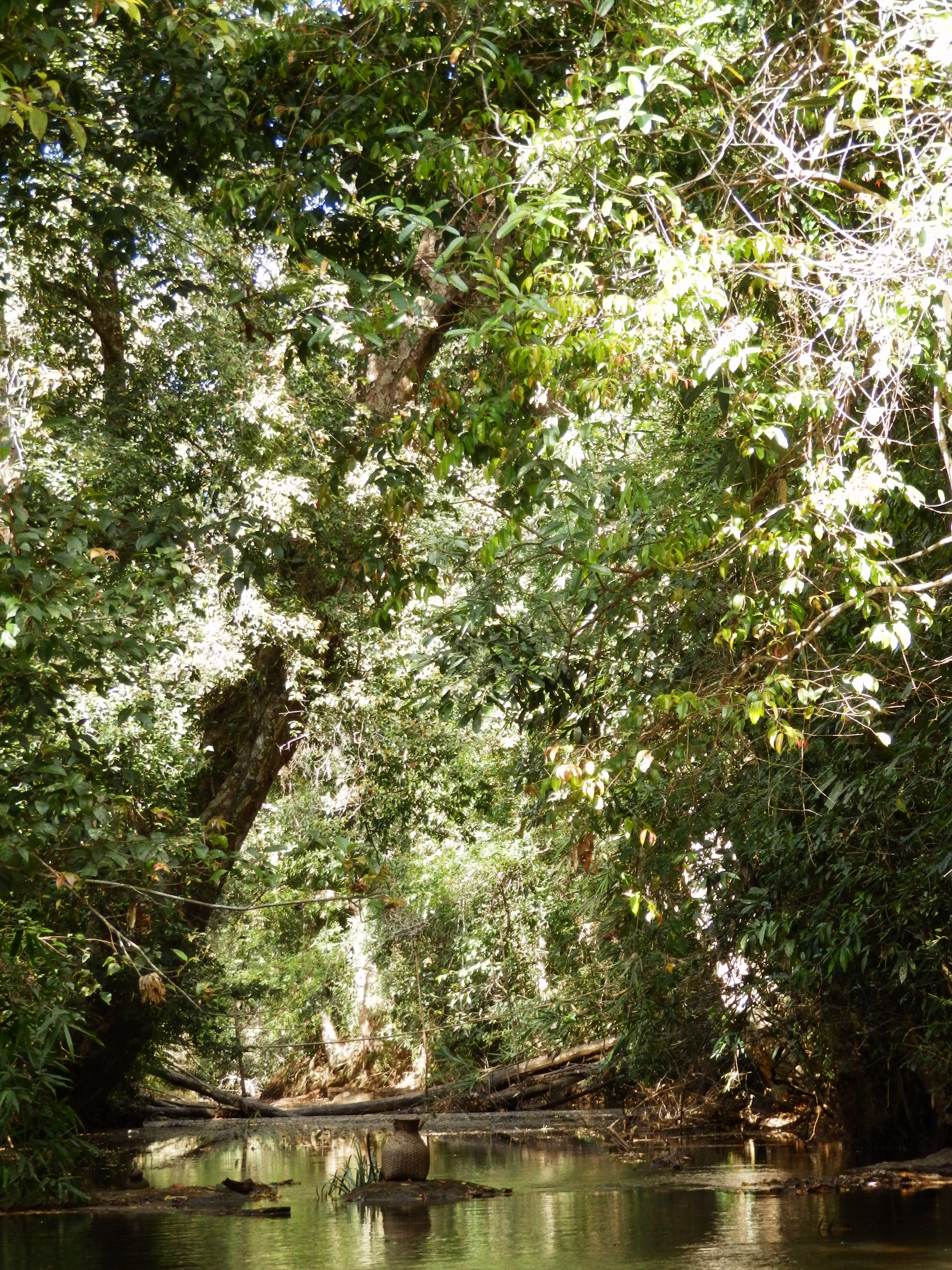 The Rivers and Surrounding Forests Can Provide Food Security For Generations to Come