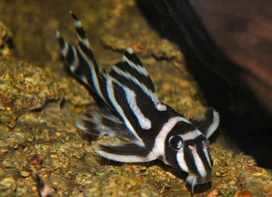 The endangered Zebra Pleco (hypancistrus zebra)